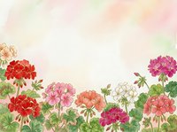 Colorful geranium flowers border frame on soft watercolor background with copy space for spring garden design and floral greeting cards.