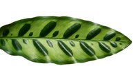 Tropical green leaf with natural holes and patterns isolated on white background for botanical design and nature projects.