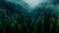 Misty morning in dense evergreen forest with fog rolling through pine trees creating atmospheric moody landscape in dark green tones.