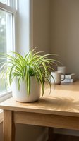 Spider plant in white ceramic pot on wooden table near window with natural sunlight creating warm atmosphere for home decor and interior design.