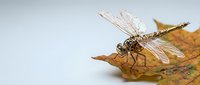 Dragonfly perched on autumn leaf against white background, isolated insect with transparent wings for nature design projects.