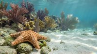 Orange starfish resting on sandy ocean floor surrounded by vibrant coral reef ecosystem with tropical fish swimming in crystal clear turquoise water.