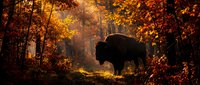 Silhouette of a bison walking through autumn forest with golden and orange foliage, dramatic backlighting creating atmospheric woodland scene for nature and wildlife projects.
