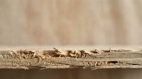 Damaged wooden plank with termite holes and insect damage showing deterioration and pest infestation on neutral background for construction repair concepts.