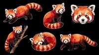 Red panda collection featuring seven isolated animals in various poses on transparent background, ready for t-shirt design, clipart, stickers, sublimation and print-on-demand projects.
