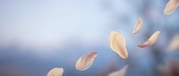 Delicate flower petals floating gracefully through soft blue sky with dreamy bokeh background creating peaceful natural atmosphere for wellness and meditation concepts.