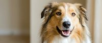 Happy Australian Shepherd dog with open mouth and tongue out, looking directly at camera in bright indoor setting with warm natural lighting.