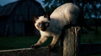 Young Siamese kitten with dark points perched on wooden post in outdoor garden setting with blurred background.