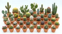 Large collection of diverse small cacti and succulents in terracotta pots arranged in rows on white background, indoor gardening houseplant variety display.