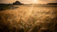 Golden wheat field at sunset with wildflowers and rustic barn in countryside landscape for agricultural and rural farming concepts.