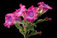 Vibrant pink and purple gloxinia flowers with ruffled petals and green foliage dramatically lit against black background, creating striking botanical contrast.