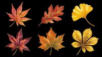 Autumn leaves collection featuring maple, oak, and ginkgo foliage in red, orange, and yellow tones. Isolated on transparent background, ready for t-shirt designs, clipart, stickers, sublimation, and print-on-demand projects.