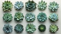 Succulent plants collection in rows, featuring echeveria varieties in soft blue and green tones against white background, isolated botanical arrangement for design use.