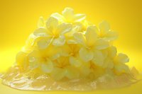 Delicate white plumeria flowers with water drops arranged in soft composition against bright yellow background, creating fresh tropical spa atmosphere.