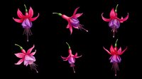 Fuchsia flowers isolated on transparent background, ready for t-shirt design, clipart, stickers, sublimation and print-on-demand projects.