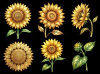 Sunflower illustrations in various stages of bloom, from full flower to bud, isolated on transparent background. Ready for t-shirt designs, clipart, stickers, sublimation, and print-on-demand products.