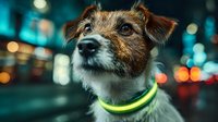 Small mixed breed dog with reflective collar sitting on city street at night with colorful bokeh lights creating urban atmosphere for pet safety campaigns.