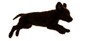 Brown dog silhouette jumping in mid-air isolated on white background for pet care designs, veterinary logos, animal themed graphics and clipart projects.