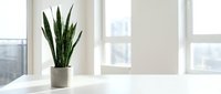 Snake plant in modern gray pot on white desk near bright window creating clean minimalist workspace atmosphere for home office interior design.
