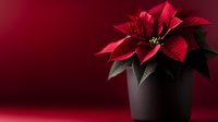Vibrant red poinsettia plant in black pot against dark burgundy background, dramatic lighting creates festive holiday mood. Selective focus highlights flower details.