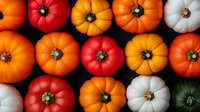 Fresh colorful pumpkins and squash arranged in rows on dark background, featuring orange, red, white and green varieties for autumn seasonal design.