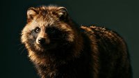 Adorable brown bear cub portrait with fluffy fur and expressive eyes on dark background for wildlife photography and nature designs.
