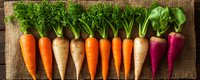 Fresh organic rainbow carrots with green tops arranged in row on rustic burlap background, colorful root vegetables including orange, white and purple varieties.