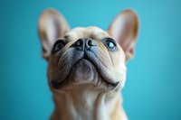 Close-up portrait of cream French Bulldog puppy with big blue eyes looking up against turquoise background, showing characteristic flat face and bat ears.
