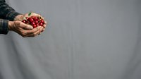 Senior man with weathered hands holding fresh red currants in palms against neutral background. Suitable for agriculture, harvest, organic produce, and healthy eating concepts.