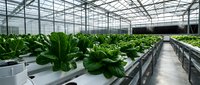Modern hydroponic greenhouse with fresh green lettuce growing in organized rows on elevated tables under glass roof structure for sustainable agriculture.