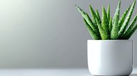 Fresh green aloe vera plant in modern white ceramic pot against minimal gray background, decorative indoor houseplant for home or office space.