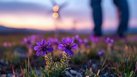 Purple wildflowers bloom at sunset with blurred human silhouette in background. Romantic outdoor nature scene with soft bokeh lights and dreamy atmosphere.