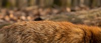 Close-up of golden brown animal fur texture with soft natural lighting showing detailed hair strands and warm tones for wildlife and nature projects.