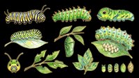 Cute green caterpillars, chrysalis, leaves, and eggs clipart set, isolated on transparent background. Great for t-shirt design, stickers, print on demand, sublimation.