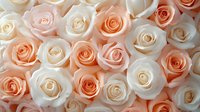 Fresh roses in soft peach and ivory colors create romantic floral background pattern. Delicate petals form elegant composition for wedding and celebration designs.