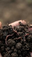 Earthworms crawling through rich soil, close-up macro shot showing natural composting and garden ecosystem for agricultural and environmental education.