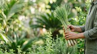 Farmer holding fresh harvested green onions or scallions in hands outdoors in garden, agricultural produce and organic farming concept.