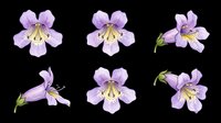 Purple wildflower set with six views, isolated on transparent background. Great for botanical clipart, stickers, t-shirt design, print on demand, and sublimation projects.