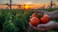 Fresh ripe tomatoes in farmer hands at sunset in greenhouse. Organic agriculture, healthy food production, sustainable farming concept.