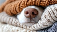 Cozy dog nose peeking through warm knitted sweaters and blankets. Perfect for pet care, winter comfort, hygiene and seasonal lifestyle concepts.