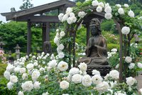 Peaceful bronze Buddha statue surrounded by blooming white roses in serene garden setting with wooden pergola creating tranquil meditation space.