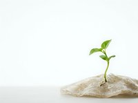 Young seedling sprouting from soil on white background, symbolizing growth, new beginnings, and environmental sustainability for eco-friendly design projects.