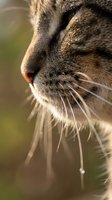 Closeup of tabby cat's face in profile showing detailed whiskers, nose, and fur texture against blurred green background for pet and animal photography.