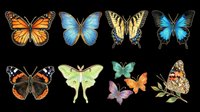 Colorful butterfly collection featuring monarch, blue morpho, swallowtail, and luna moth species isolated on transparent background. Ready for clipart, t-shirt design, stickers, sublimation, and print-on-demand projects.