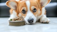 Adorable Pembroke Welsh Corgi puppy lying next to food bowl with dry kibble, looking up with expressive blue eyes and characteristic orange-white markings.