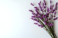 Fresh lavender flowers bunch on white background with copy space for aromatherapy spa wellness natural herbal medicine organic skincare products.
