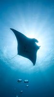 Majestic manta ray gliding through crystal clear blue ocean waters with sunlight streaming from above creating dramatic underwater silhouette scene.