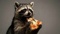 Cute raccoon eating pizza slice with both paws against neutral background. Funny animal portrait showing natural feeding behavior for wildlife concepts.