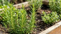 Fresh rosemary herbs growing in wooden raised garden bed with rich soil, perfect for culinary cooking and organic gardening projects.