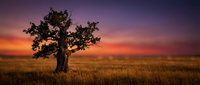 Solitary tree stands in vast grassland during golden hour with dramatic orange and purple sky, capturing serene savanna landscape at sunset or sunrise.